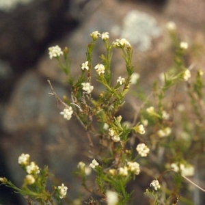 Asperula ambleia at Tennent, ACT - 22 Sep 2005