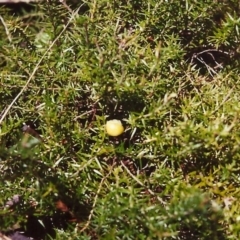 Acrotriche serrulata (Ground-berry) at Conder, ACT - 30 Jan 2000 by MichaelBedingfield