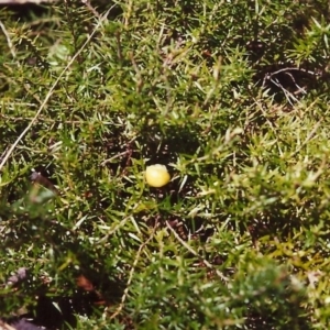 Acrotriche serrulata at Conder, ACT - 30 Jan 2000