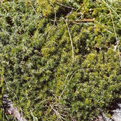 Acrotriche serrulata (Ground-berry) at Conder, ACT - 28 Nov 1999 by MichaelBedingfield