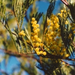 Acacia decurrens (Green Wattle) at Pine Island to Point Hut - 17 Sep 2007 by michaelb
