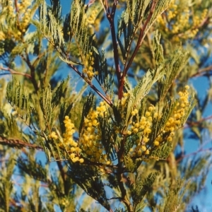 Acacia decurrens at Greenway, ACT - 18 Sep 2007