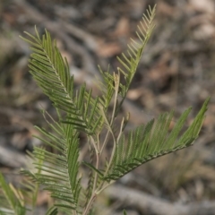 Acacia decurrens (Green Wattle) at The Pinnacle - 14 Apr 2015 by RussellB