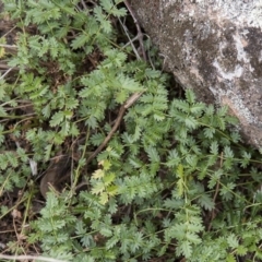 Acaena echinata (Sheeps Burr) at Dunlop, ACT - 13 Apr 2015 by RussellB