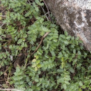 Acaena echinata at Dunlop, ACT - 14 Apr 2015 12:00 AM