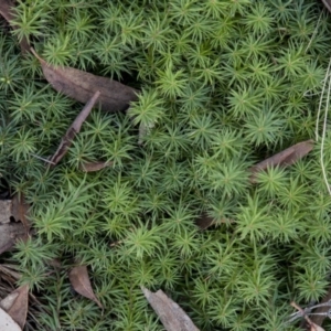 Acrotriche serrulata at Dunlop, ACT - 14 Apr 2015 12:00 AM