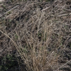 Lachnagrostis filiformis (Blown Grass) at Dunlop, ACT - 13 Apr 2015 by RussellB