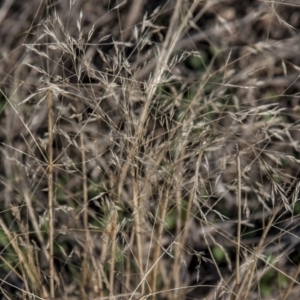 Lachnagrostis filiformis at Dunlop, ACT - 14 Apr 2015 12:00 AM