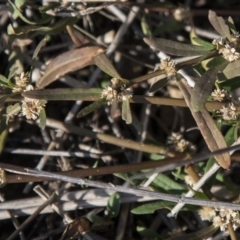 Alternanthera denticulata (Lesser Joyweed) at Dunlop, ACT - 14 Apr 2015 by RussellB