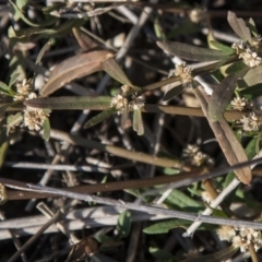 Alternanthera denticulata (Lesser Joyweed) at The Pinnacle - 13 Apr 2015 by RussellB