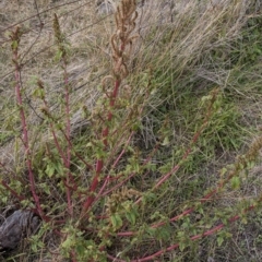 Amaranthus retroflexus (Redroot Amaranth) at The Pinnacle - 13 Apr 2015 by RussellB