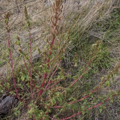 Amaranthus retroflexus (Redroot Amaranth) at Dunlop, ACT - 14 Apr 2015 by RussellB