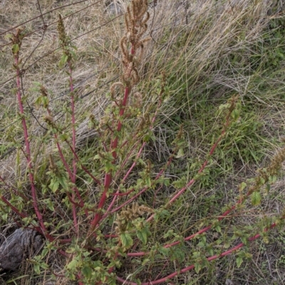 Amaranthus retroflexus (Redroot Amaranth) at The Pinnacle - 14 Apr 2015 by RussellB