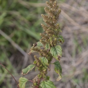 Amaranthus retroflexus at Dunlop, ACT - 14 Apr 2015