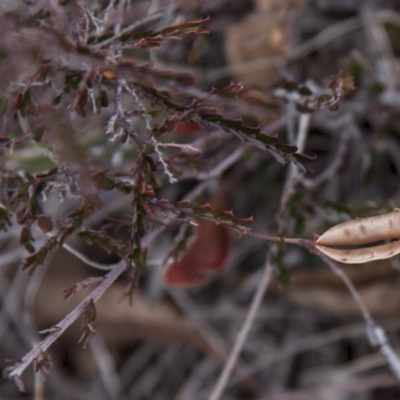 Bossiaea buxifolia (Matted Bossiaea) at Dunlop, ACT - 14 Apr 2015 by RussellB