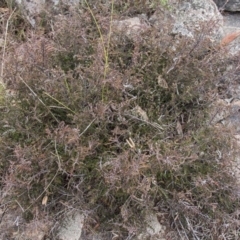 Bossiaea buxifolia at Dunlop, ACT - 14 Apr 2015