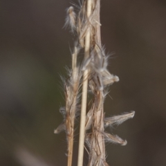 Bothriochloa macra (Red Grass, Red-leg Grass) at Dunlop, ACT - 13 Apr 2015 by RussellB