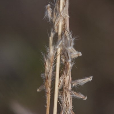 Bothriochloa macra (Red Grass, Red-leg Grass) at Dunlop, ACT - 14 Apr 2015 by RussellB