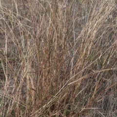 Bothriochloa macra at Dunlop, ACT - 14 Apr 2015