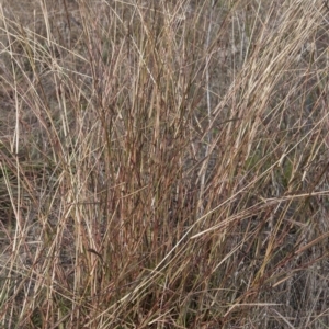 Bothriochloa macra at Dunlop, ACT - 14 Apr 2015