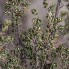 Brachyloma daphnoides (Daphne Heath) at Dunlop, ACT - 14 Apr 2015 by RussellB