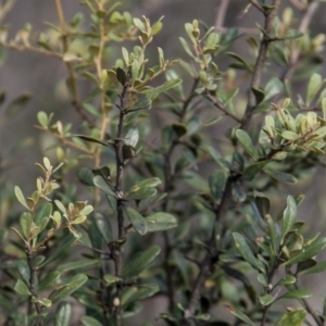 Bursaria spinosa at Dunlop, ACT - 14 Apr 2015 12:00 AM