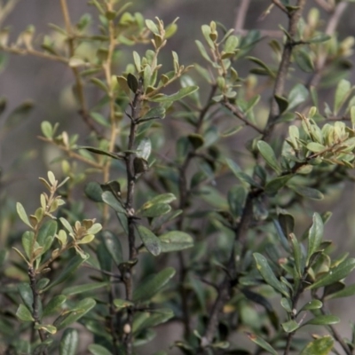 Bursaria spinosa (Native Blackthorn, Sweet Bursaria) at Dunlop, ACT - 13 Apr 2015 by RussellB