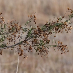 Bursaria spinosa at Dunlop, ACT - 14 Apr 2015