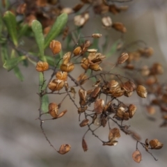 Bursaria spinosa at Dunlop, ACT - 14 Apr 2015 12:00 AM