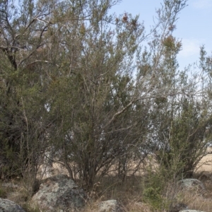 Bursaria spinosa at Dunlop, ACT - 14 Apr 2015 12:00 AM