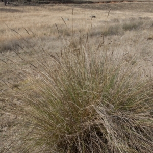 Carex appressa at Dunlop, ACT - 14 Apr 2015