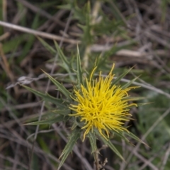 Carthamus lanatus (Saffron Thistle) at Dunlop, ACT - 14 Apr 2015 by RussellB