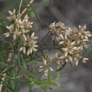 Cassinia quinquefaria at Dunlop, ACT - 14 Apr 2015 12:00 AM