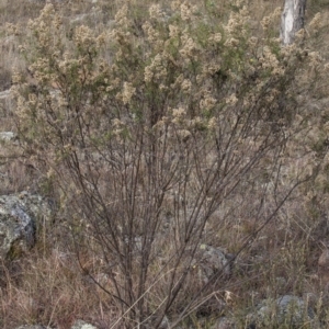 Cassinia quinquefaria at Dunlop, ACT - 14 Apr 2015 12:00 AM