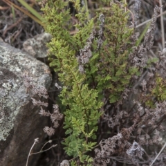 Cheilanthes sieberi (Rock Fern) at Dunlop, ACT - 14 Apr 2015 by RussellB