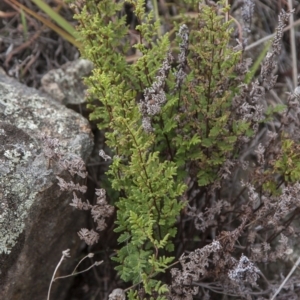 Cheilanthes sieberi at Dunlop, ACT - 14 Apr 2015 12:00 AM