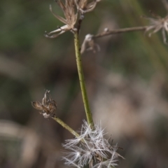 Chondrilla juncea (Skeleton Weed) at Dunlop, ACT - 14 Apr 2015 by RussellB