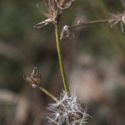 Chondrilla juncea (Skeleton Weed) at Dunlop, ACT - 14 Apr 2015 by RussellB