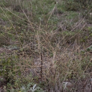 Chondrilla juncea at Dunlop, ACT - 14 Apr 2015