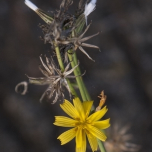 Chondrilla juncea at Dunlop, ACT - 14 Apr 2015