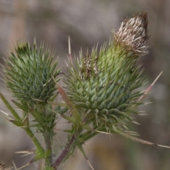 Cirsium vulgare (Spear Thistle) at Belconnen, ACT - 14 Apr 2015 by RussellB