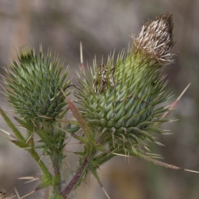 Cirsium vulgare (Spear Thistle) at Belconnen, ACT - 13 Apr 2015 by RussellB