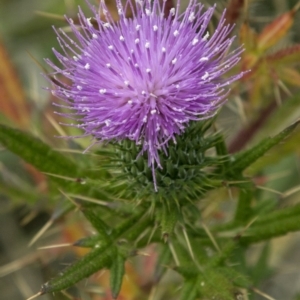 Cirsium vulgare at Belconnen, ACT - 14 Apr 2015