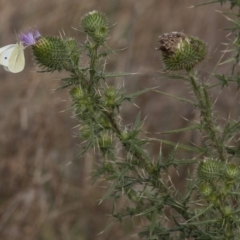 Cirsium vulgare at Belconnen, ACT - 14 Apr 2015 12:00 AM