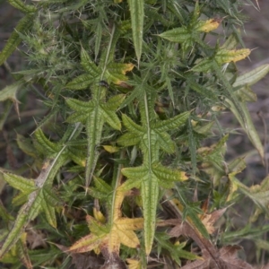 Cirsium vulgare at Belconnen, ACT - 14 Apr 2015 12:00 AM