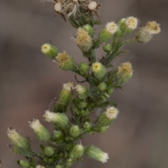 Erigeron bonariensis (Flaxleaf Fleabane) at Dunlop, ACT - 13 Apr 2015 by RussellB