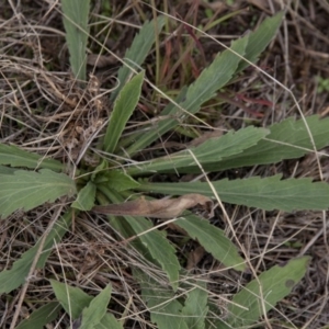 Erigeron bonariensis at Dunlop, ACT - 14 Apr 2015