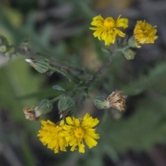 Crepis capillaris (Smooth Hawksbeard) at Dunlop, ACT - 14 Apr 2015 by RussellB