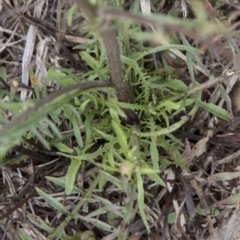 Crepis capillaris at Dunlop, ACT - 14 Apr 2015 12:00 AM