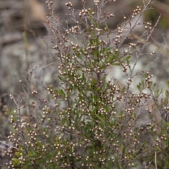 Cryptandra amara (Bitter Cryptandra) at Dunlop, ACT - 14 Apr 2015 by RussellB